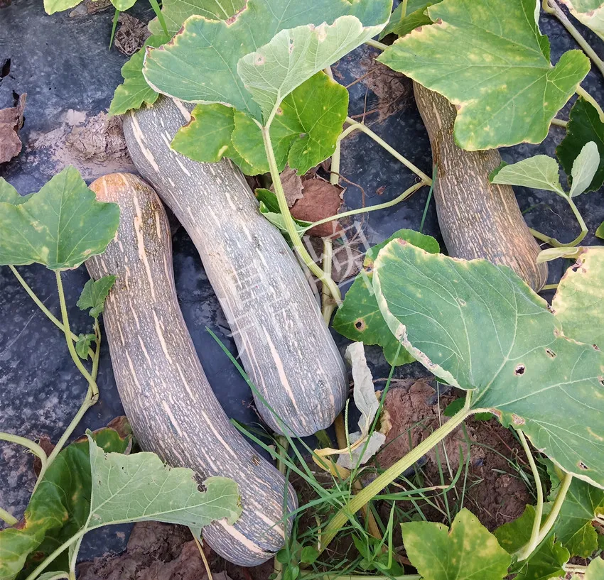 岳陽王大年打工多年，選擇回家種南瓜，今年還增加了50畝地