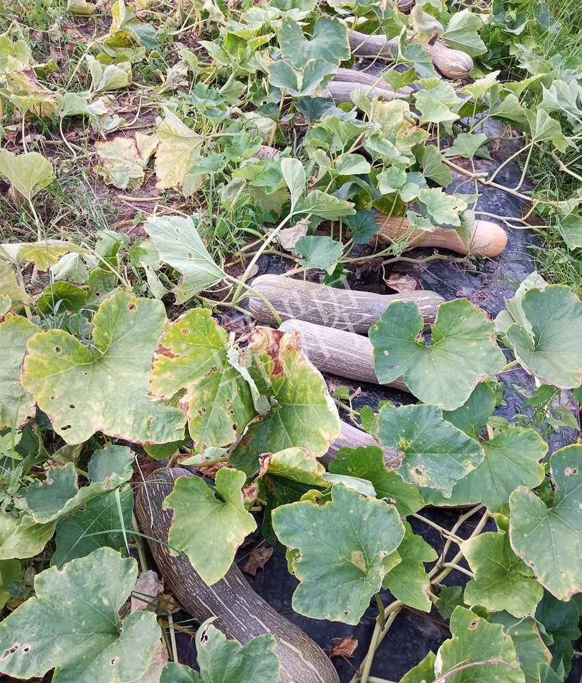 岳陽王大年打工多年，選擇回家種南瓜，今年還增加了50畝地