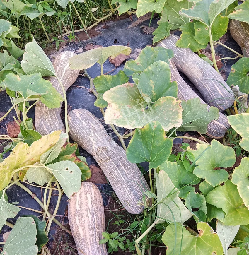 岳陽王大年打工多年，選擇回家種南瓜，今年還增加了50畝地