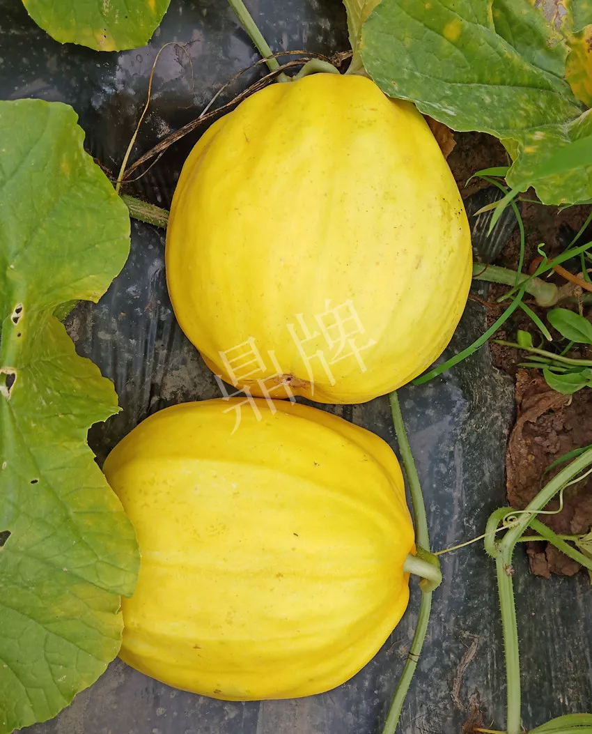 婁底瓜農(nóng)純賺50萬(wàn)，我這個(gè)“張大膽”榮光了一把