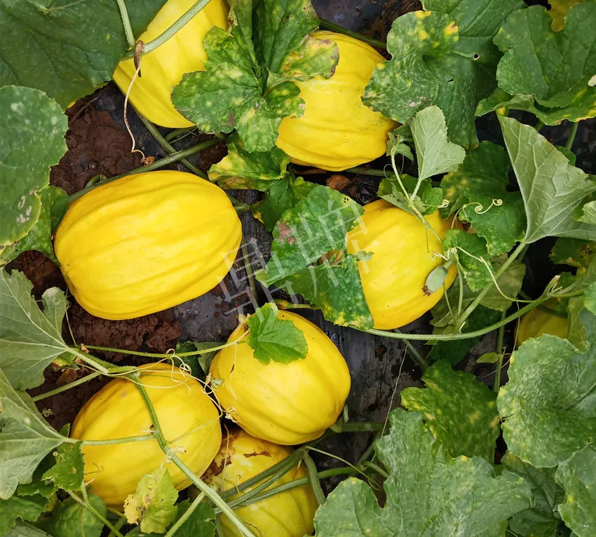 婁底瓜農(nóng)純賺50萬(wàn)，我這個(gè)“張大膽”榮光了一把