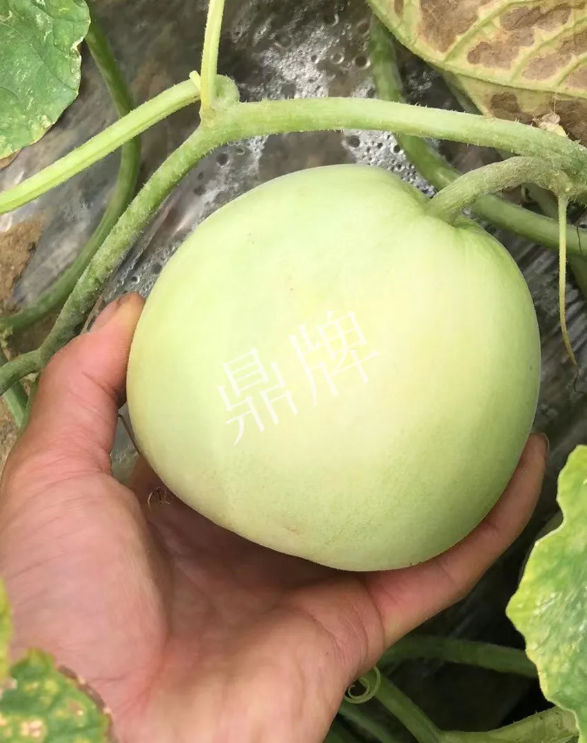 郴州農(nóng)戶種植新品種，果實(shí)又香又甜，很好賣