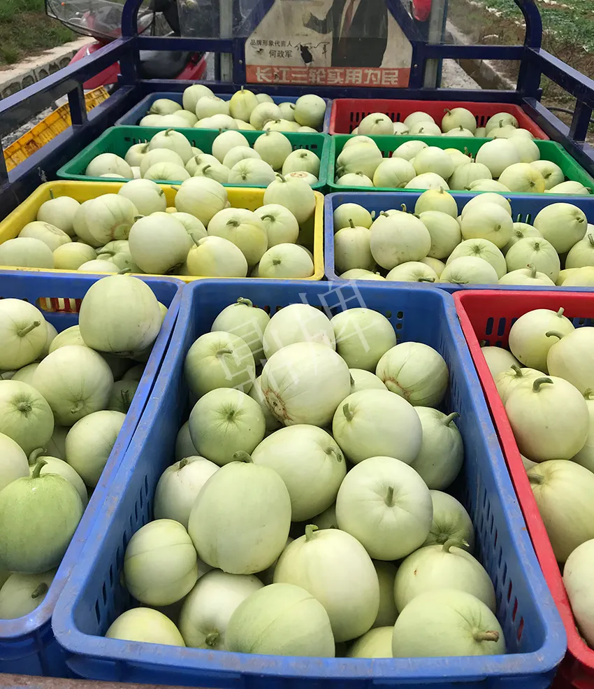 郴州農(nóng)戶種植新品種，果實(shí)又香又甜，很好賣