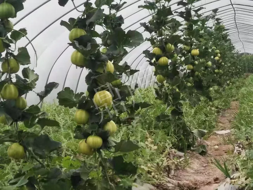 一株坐果15個(gè)，6元1斤，好賣得很