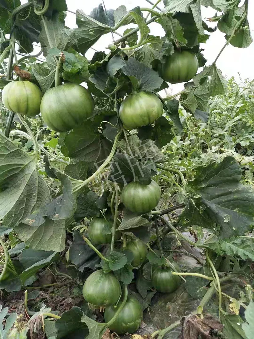 一株坐果15個(gè)，6元1斤，好賣得很