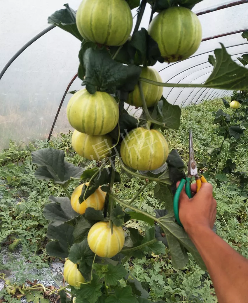 一株坐果15個(gè)，6元1斤，好賣得很