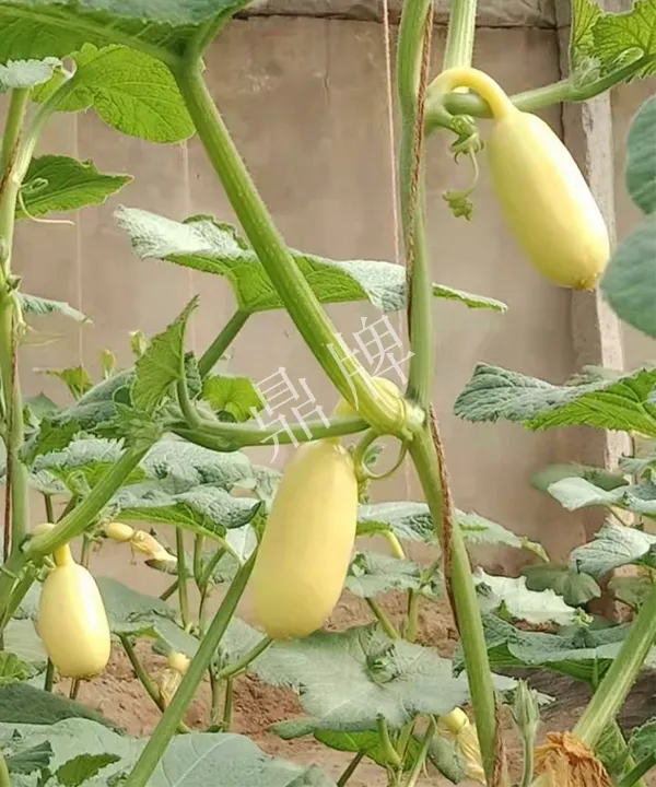 河南3月中旬就上市的“黃金筍瓜”，能買到14元/斤