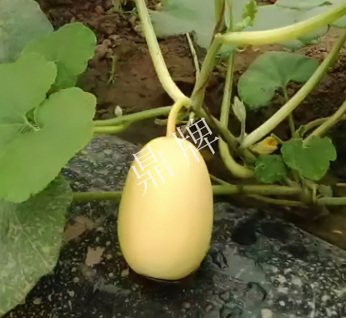 河南3月中旬就上市的“黃金筍瓜”，能買到14元/斤