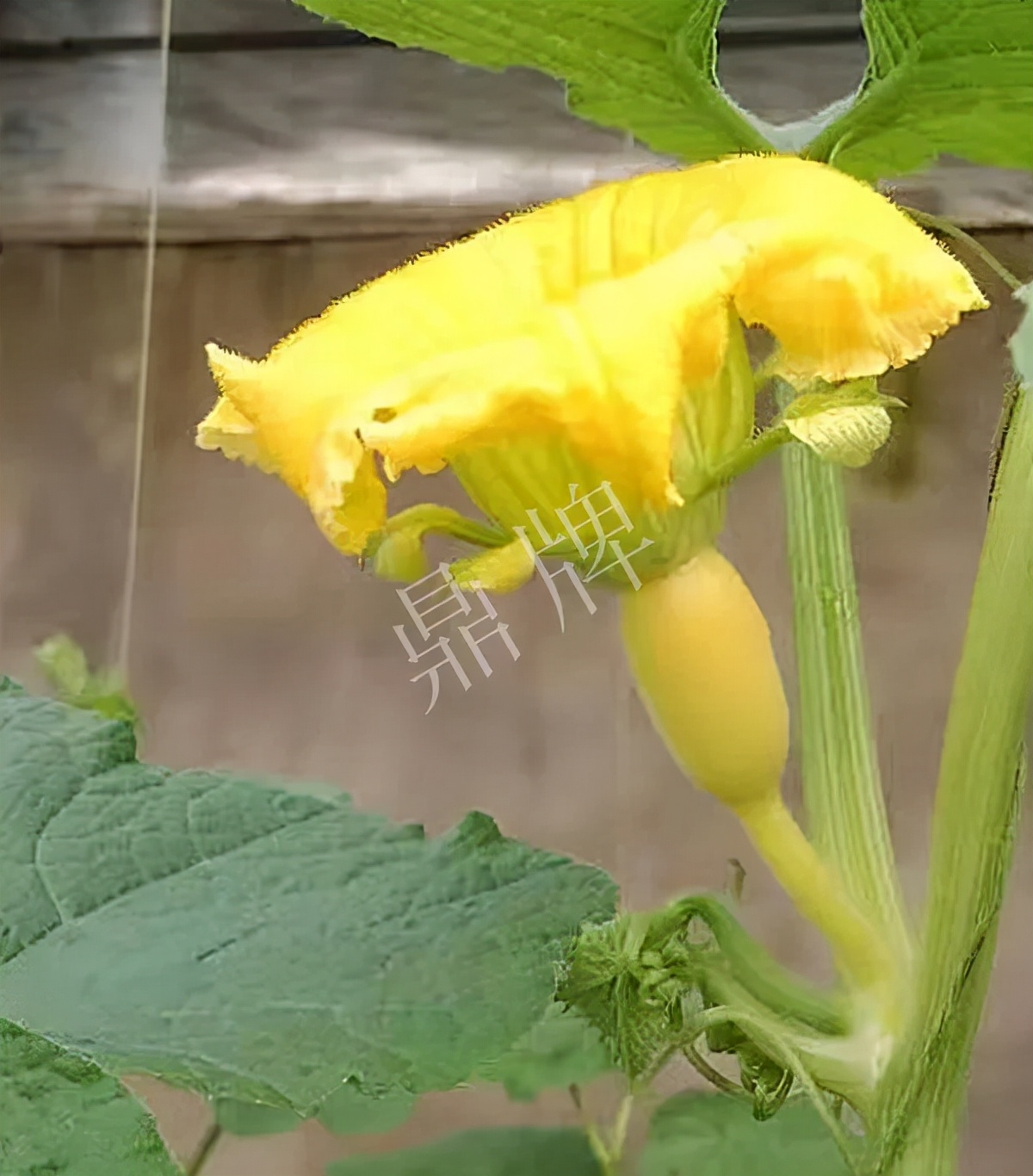 河南3月中旬就上市的“黃金筍瓜”，能買到14元/斤