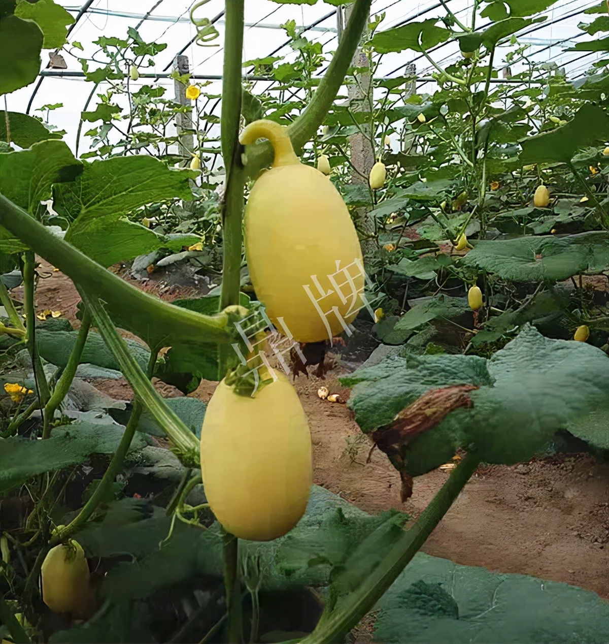 河南3月中旬就上市的“黃金筍瓜”，能買到14元/斤