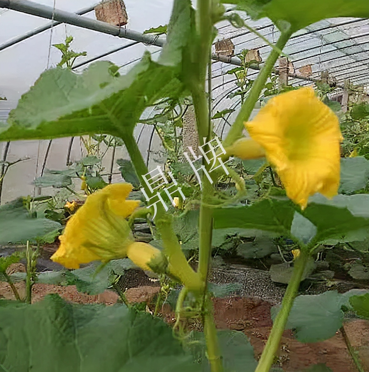 河南3月中旬就上市的“黃金筍瓜”，能買到14元/斤