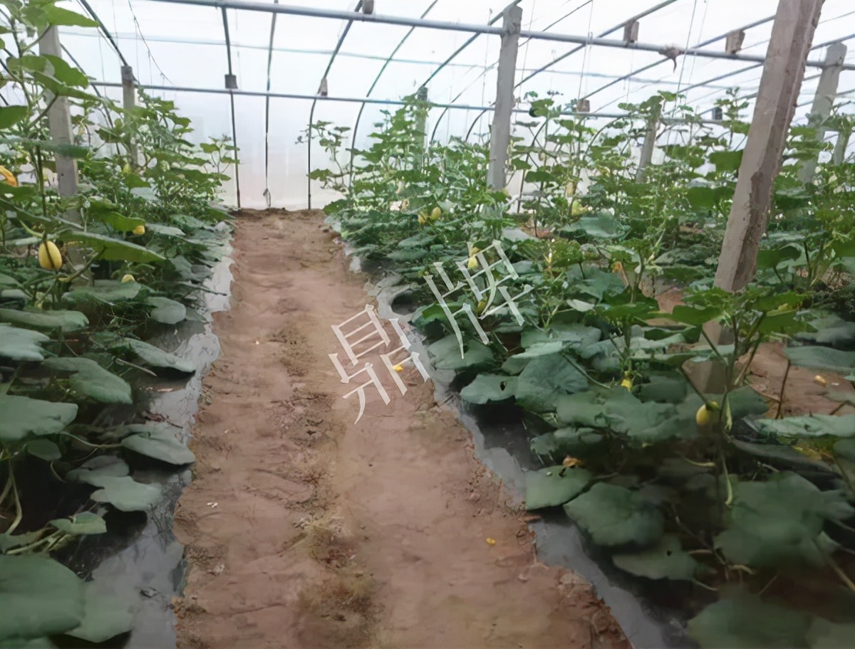 河南3月中旬就上市的“黃金筍瓜”，能買到14元/斤