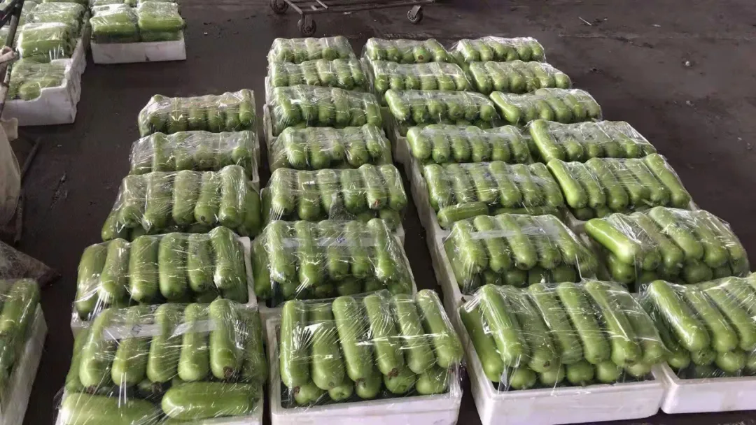 這個品種上市早，價格好！我連續(xù)種了三年，滿意