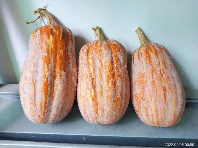 蔬菜種子種植戶(hù)客戶(hù)點(diǎn)評(píng)-去年的南瓜，放到現(xiàn)在還完好！能賣(mài)什么價(jià)？