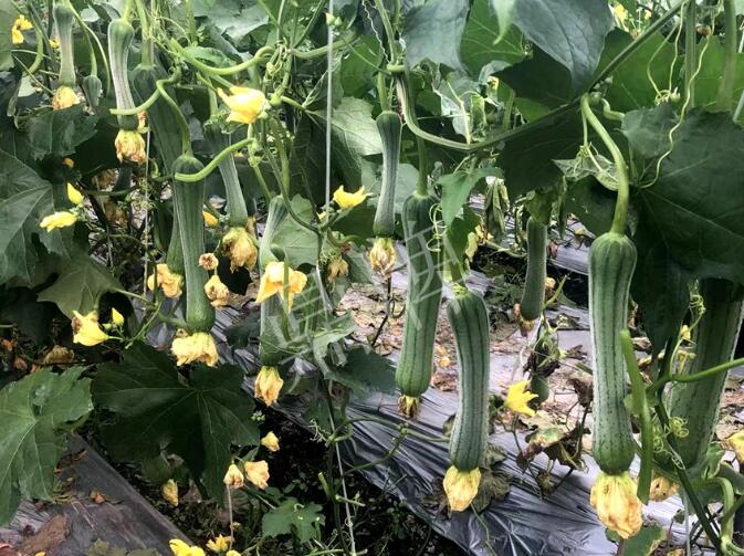 蔬菜種子種植戶客戶點(diǎn)評-這個絲瓜品種，找不到競爭對手……