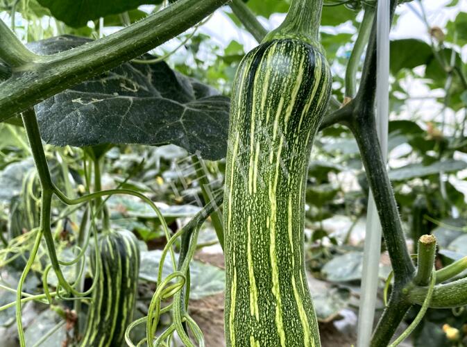 蔬菜種子種植戶客戶點(diǎn)評-打破常規(guī)，我的南瓜賣7元1斤……