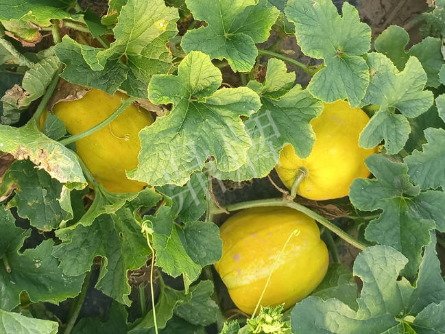 蔬菜種子種植戶客戶點(diǎn)評-種它！種它！高溫季節(jié)就種它！