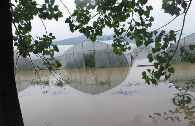 蔬菜種子種植戶客戶點(diǎn)評-可惜了！我的甜瓜被水淹了，還有救嗎？