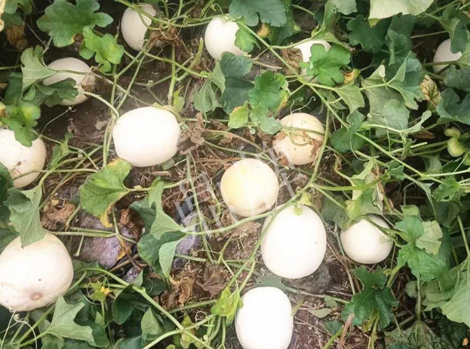 蔬菜種子種植戶客戶點(diǎn)評-什么？這個白皮甜瓜紅得發(fā)紫？