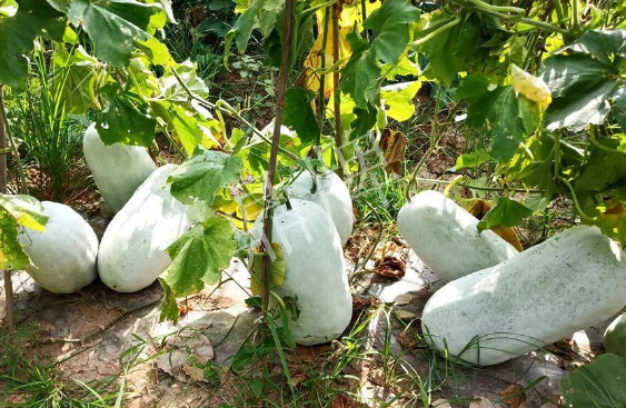 蔬菜種子種植戶客戶點評-驚訝！炎炎烈日下，小孩大聲喊：“大雪球！大雪球……”怎樣一回事？