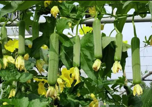 蔬菜種子種植戶客戶點評-每畝收入2萬元！這個絲瓜品種大受歡迎！