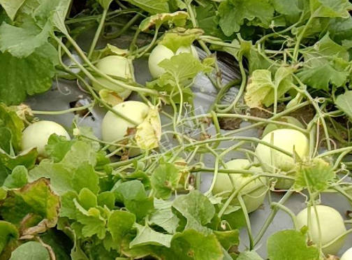 蔬菜種子種植戶客戶點評-種植甜瓜20年，這個品種讓我更省心！