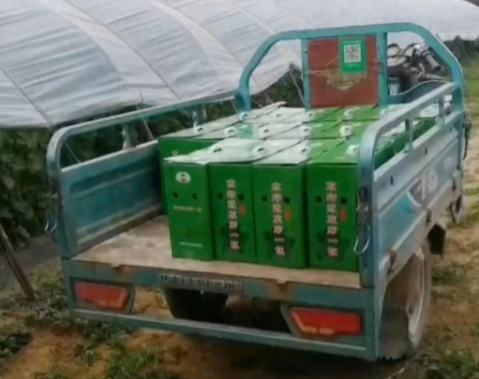 蔬菜種子種植戶客戶點評-很暢銷！團(tuán)購6元一斤，這瓜夠香、夠甜、夠得勁兒！