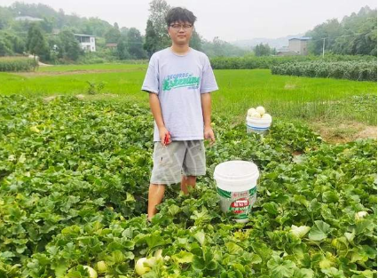 蔬菜種子種植戶客戶點評-甜瓜新品上市，每個賣9元，很暢銷！