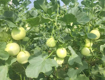 蔬菜種子種植戶客戶點評-種植這個新品種，我感到非常滿意！