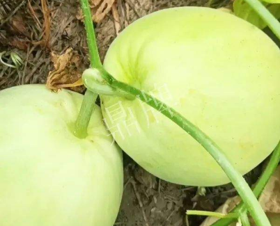 蔬菜種子種植戶客戶點評-我終于找到滿意的甜瓜品種了！