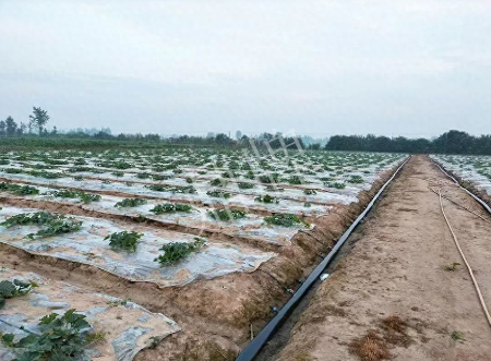 蔬菜種子種植戶客戶點評-80后大廚回鄉(xiāng)種甜瓜，第一年就賺15萬！