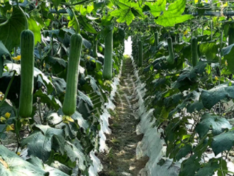 蔬菜種子種植戶客戶點評-高手在民間，浙江蒼南的絲瓜在下半年至春節(jié)，都有大量上市！