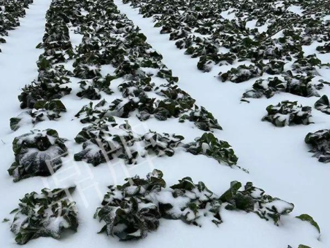 蔬菜種子種植戶客戶點評-春節(jié)期間，2畝雜交“東漢菜”一批就賣了2萬多元！