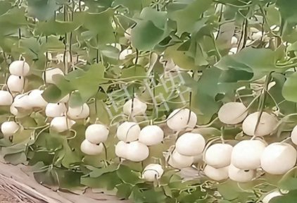 蔬菜種子種植戶客戶點評-現(xiàn)在的瓜菜價格不好，但我種植的優(yōu)質(zhì)甜瓜還是有好的收入！