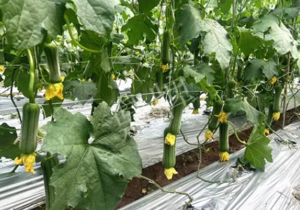 蔬菜種子種植戶客戶點(diǎn)評-這個新品種好不好？？？見證的時候到了！