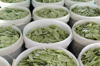 蔬菜種子種植戶客戶點(diǎn)評-時隔20年，我再種這個品種，大家來看看，怎么樣？