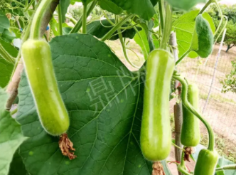 蔬菜種子種植戶客戶點評-科研人員發(fā)誓研究的一個抗高溫品種，您可能需要！