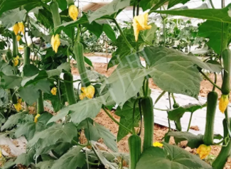 蔬菜種子種植戶客戶點評-一株結瓜30多個，價錢好，賺了！