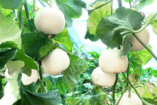 蔬菜種子種植戶客戶點評-丁老板說：種植這個品種，獲得了滿意的收入，確實“爽歪歪”