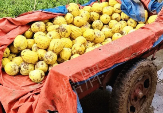 蔬菜種子種植戶客戶點評-持續(xù)暴雨天氣，這個品種幫我們渡過了難關，收入還滿意！