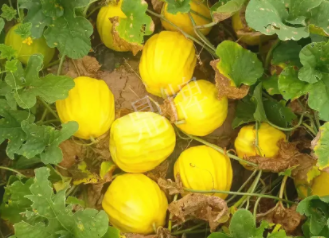 蔬菜種子種植戶客戶點評-瓜農(nóng)說：“還得是這個品種??！”，什么品種讓種植戶如此感慨？