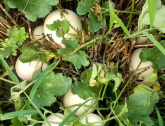 蔬菜種子種植戶(hù)種植心得-一個(gè)會(huì)寫(xiě)詩(shī)的農(nóng)民，把甜瓜種在草叢中，結(jié)果怎