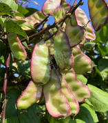 蔬菜種子種植戶客戶點評-價格好得讓種植者笑咪咪的，這個神奇的品種在霜降后還是串串結(jié)莢！
