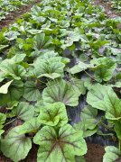 蔬菜種子種植戶客戶點評-第一次種植這種菜，現(xiàn)在可以上市了，大家?guī)臀医ㄗh一下，能賣個什么價格？