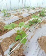 蔬菜種子種植戶客戶點評-超早！超早！我的扁豆2月15日“逆季”上市……
