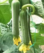 蔬菜種子種植戶客戶點評-這瓜，太美了！太美了！但我這個老菜農(nóng)……唉！