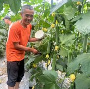 蔬菜種子種植戶客戶點評-干農(nóng)業(yè)，有喜悅嗎？有的，請看！